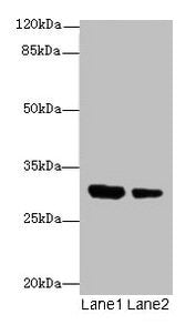 IL1A Antibody