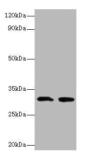 IL1B Antibody