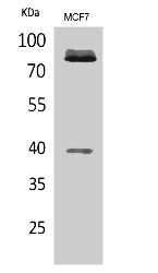 IL1R1 Antibody