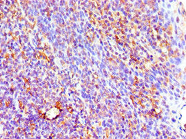 IL3 Antibody