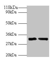 IL-33 Antibody