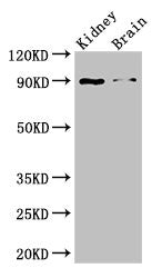IL4 Antibody