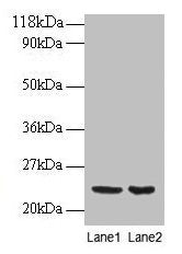 PRDX1 Antibody