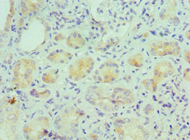 IL9 Antibody