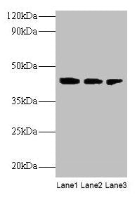 ILKAP Antibody