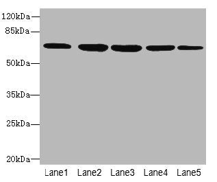 ILVBL Antibody