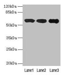 IMPDH2 Antibody