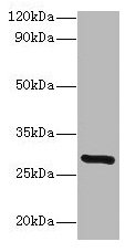 INMT Antibody