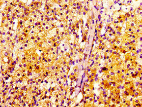 INTS10 Antibody
