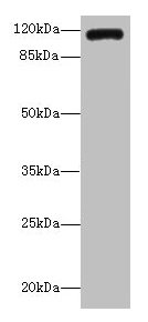 INVS Antibody