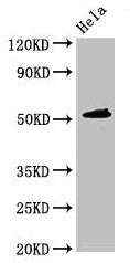 IP6K1 Antibody