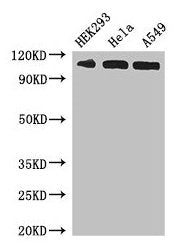 IPO13 Antibody