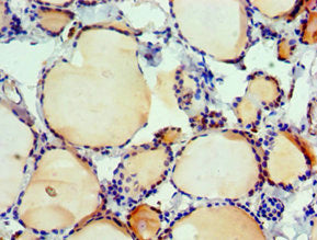 IRF2 Antibody