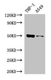 IRF3 Antibody