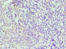 IRF4 Antibody