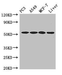 IRF6 Antibody
