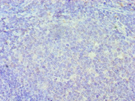 IRF8 Antibody