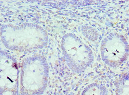 IRF8 Antibody