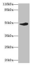 Irf8 Antibody