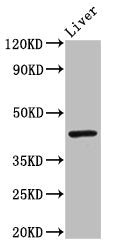 IRF9 Antibody