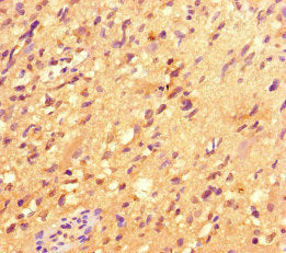 ACOD1 Antibody