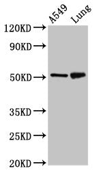IRX3 Antibody