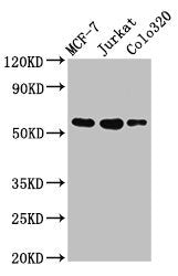 IRX4 Antibody