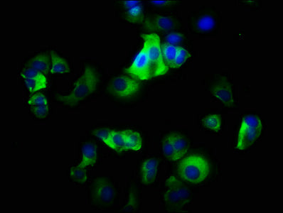 ITGA2 Antibody