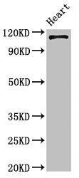 ITGA5 Antibody