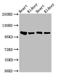 ITGA6 Antibody