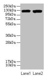 ITGAL Antibody