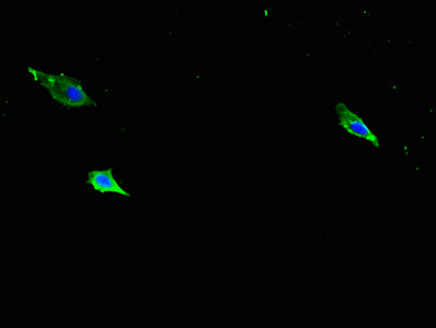 Itgb1 Antibody