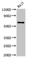 MSN Antibody