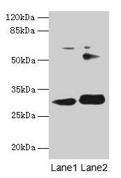 ITM2A Antibody
