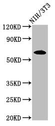 IVL Antibody