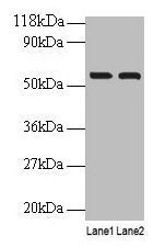 IMPDH2 Antibody