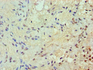 JUNB Antibody