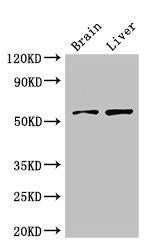 KCNA1 Antibody
