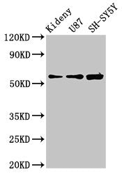 KCNAB1 Antibody