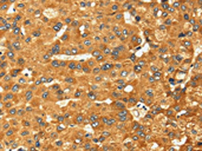 RFFL Antibody
