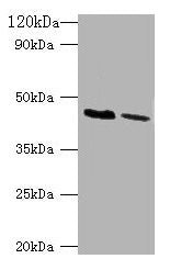 KCNJ1 Antibody
