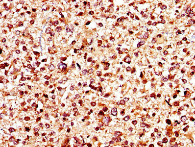 KCNJ10 Antibody