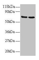 IFITM1 Antibody