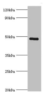 KCNN4 Antibody