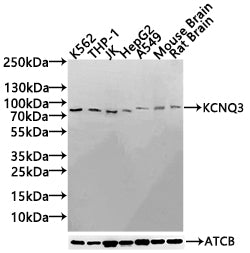 KCNQ3 Antibody
