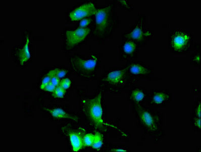 KCNQ4 Antibody
