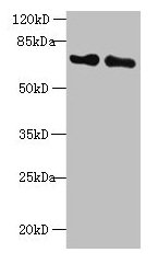 KEAP1 Antibody
