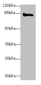 KEL Antibody