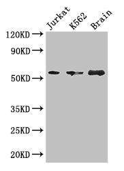 KIAA0513 Antibody
