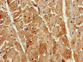 ATG13 Antibody